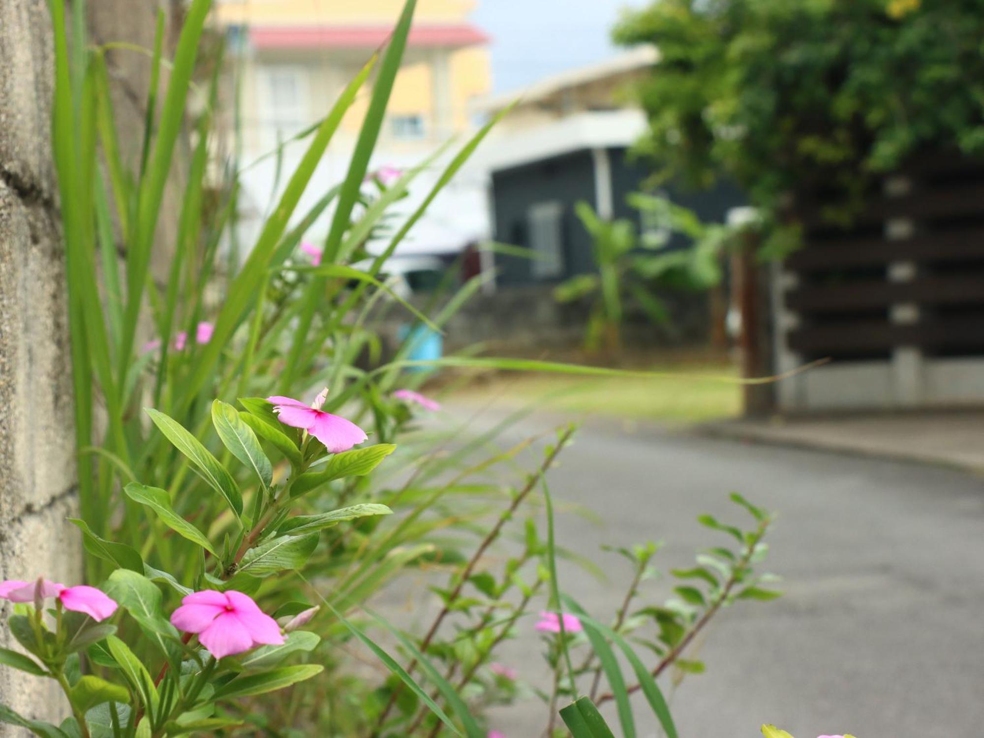 Guesthouse Asibina Ishigaki  Eksteriør billede